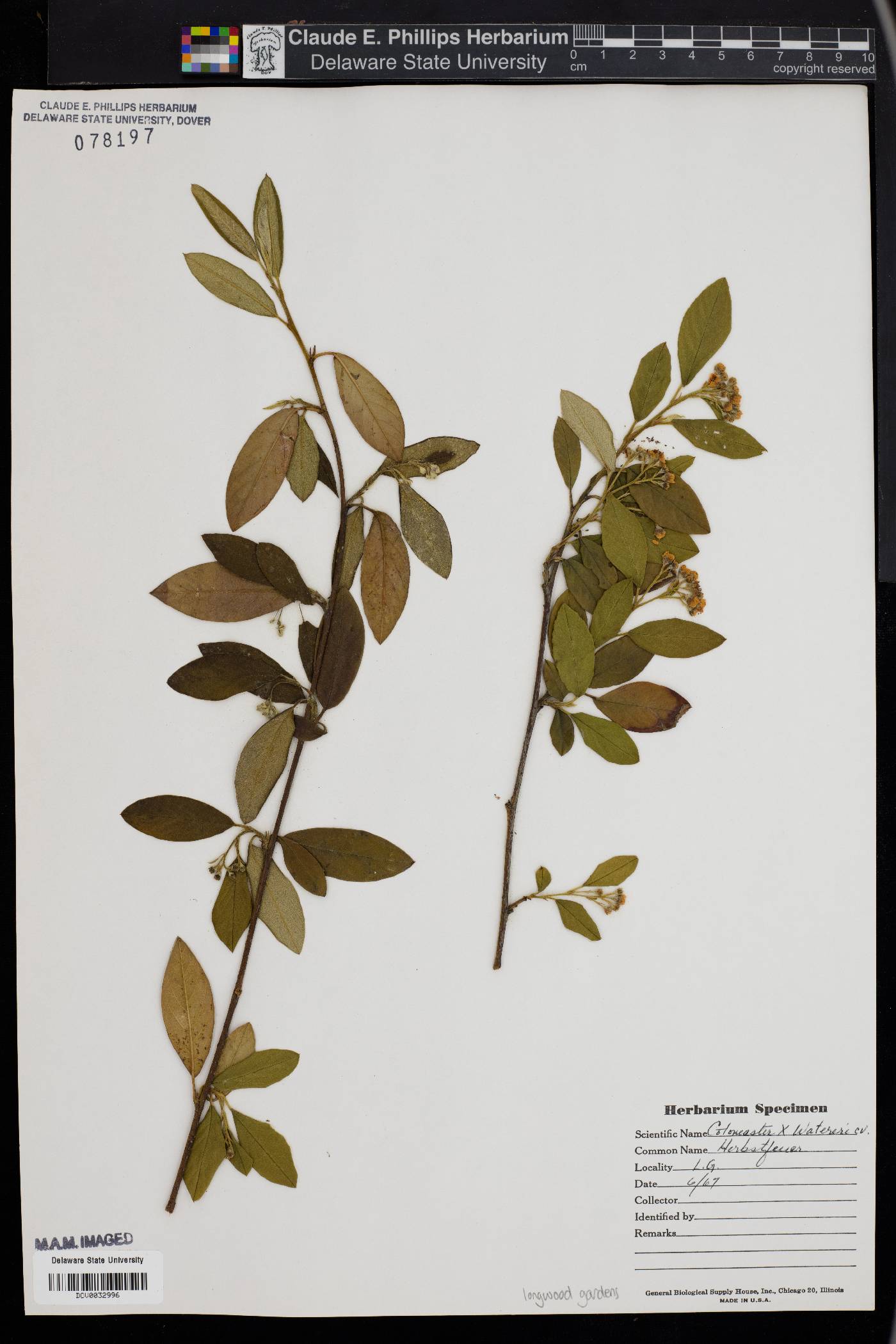 Cotoneaster watereri image