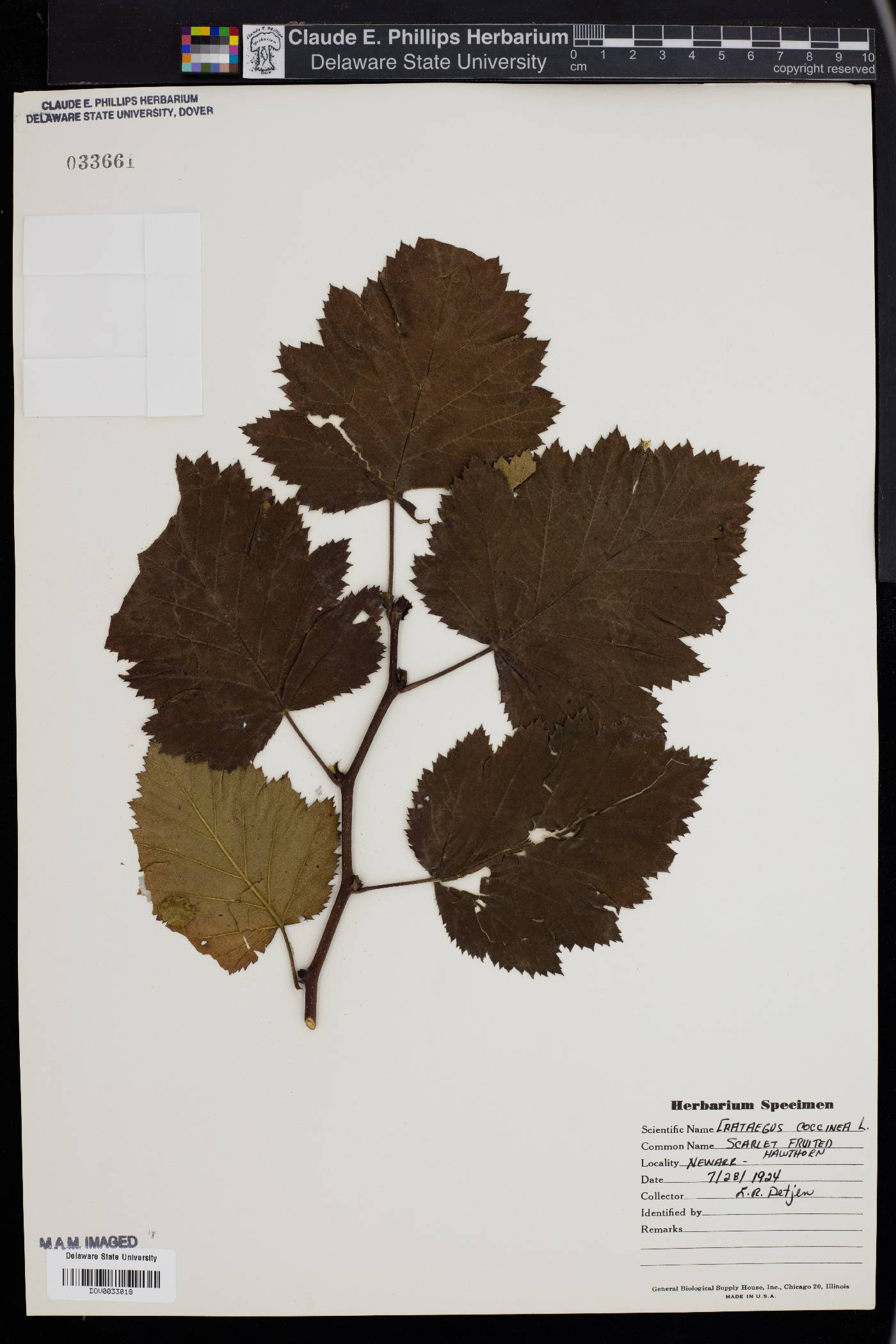 Crataegus coccinea image