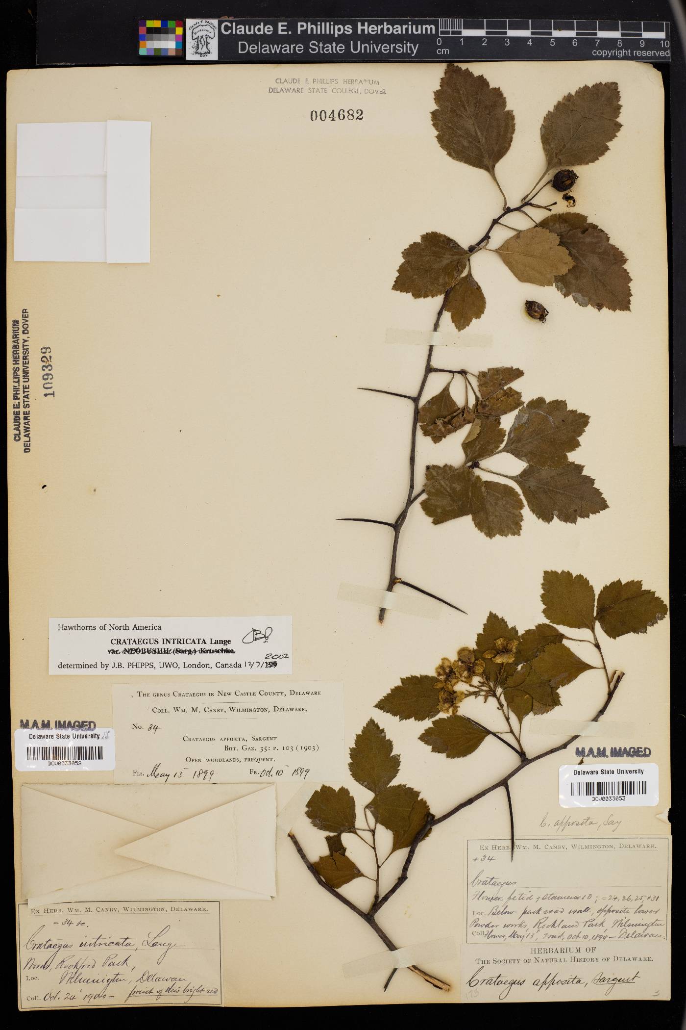 Crataegus intricata image