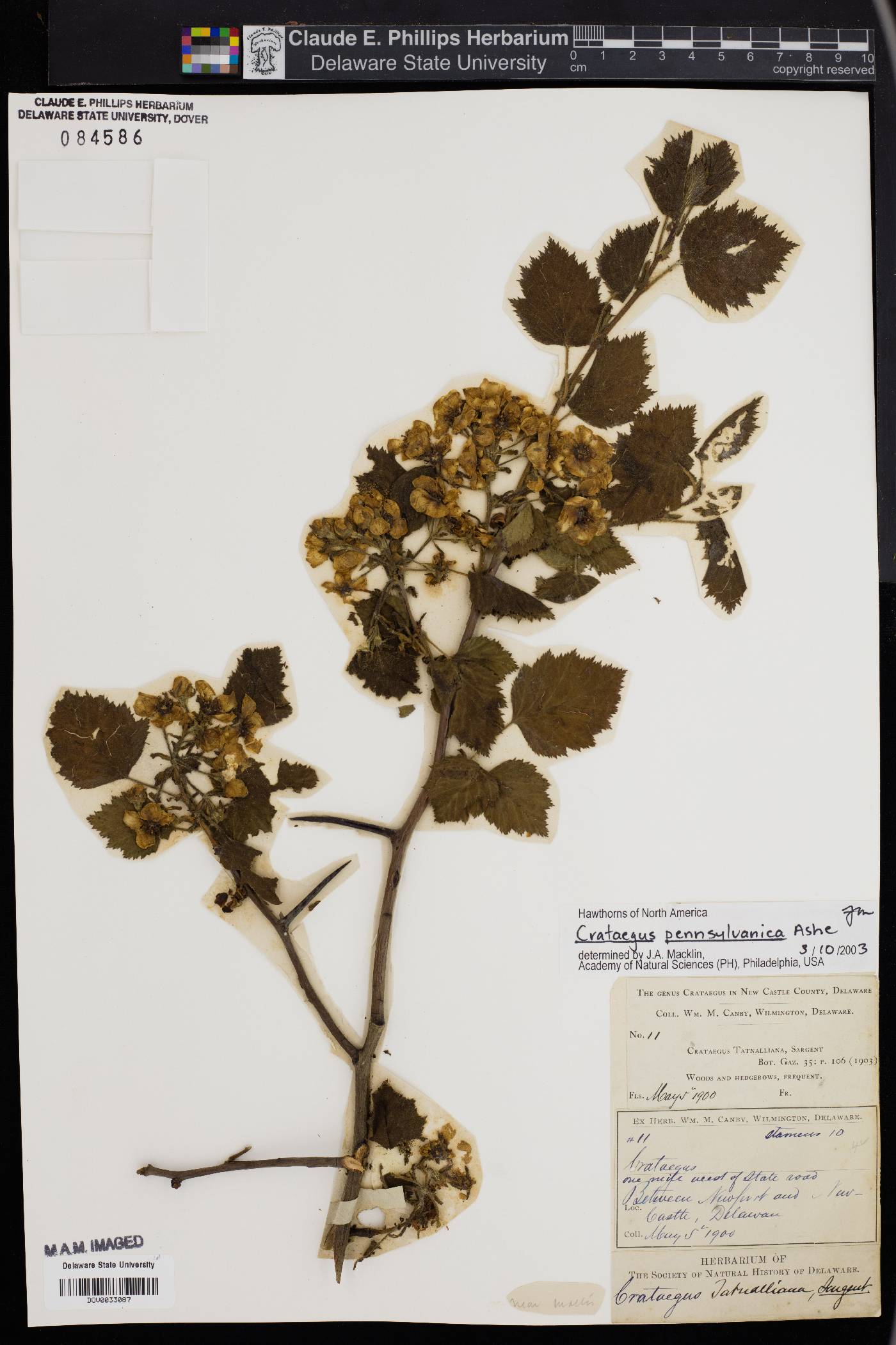 Crataegus pennsylvanica image