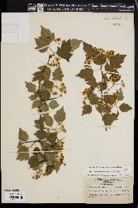 Crataegus phaenopyrum image