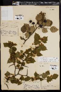 Crataegus pruinosa image