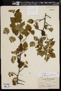 Crataegus pruinosa image