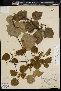 Crataegus pruinosa image