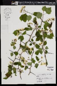 Crataegus pruinosa image