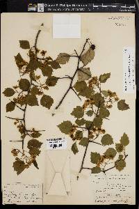 Crataegus pruinosa image