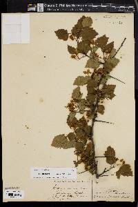 Crataegus pruinosa image