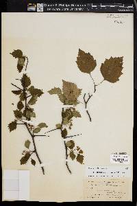 Crataegus pruinosa image