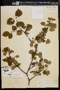 Crataegus pruinosa image