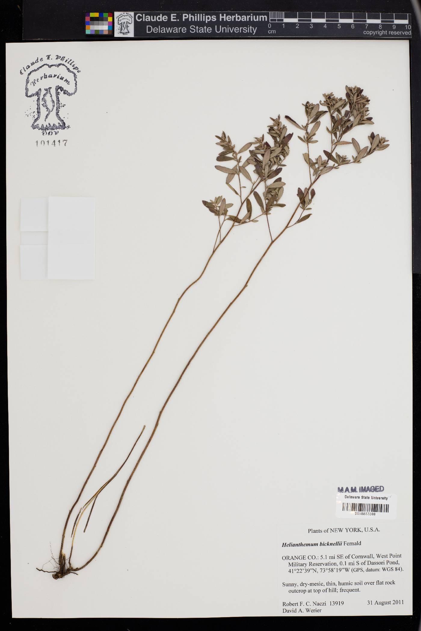 Helianthemum bicknellii image