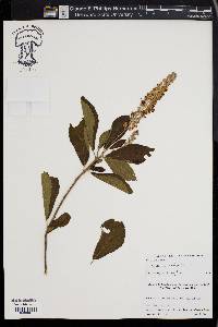 Clethra alnifolia image