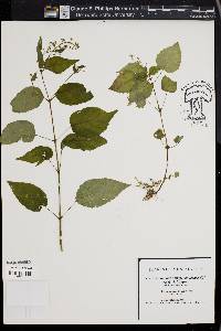 Circaea canadensis image