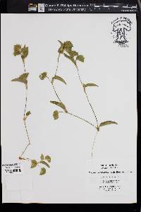 Polygonum posumbu image