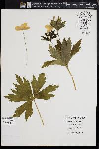 Anemone sylvestris image