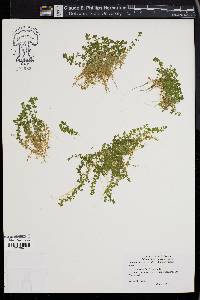 Hemianthus glomeratus image