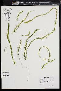 Hemianthus glomeratus image