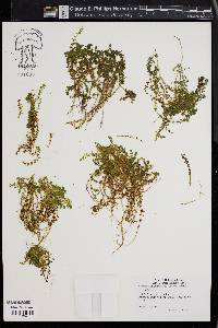 Hemianthus glomeratus image