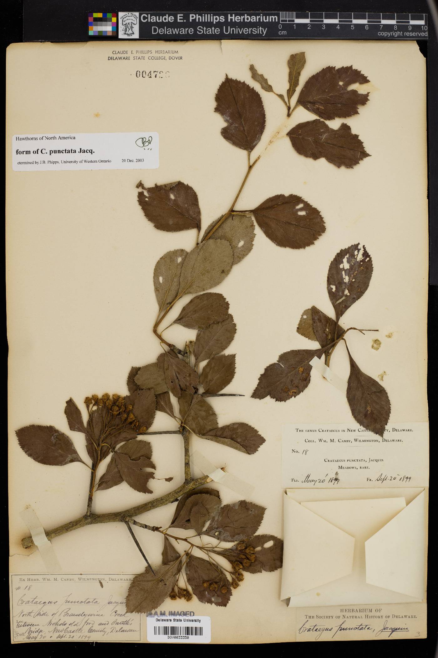 Crataegus punctata image
