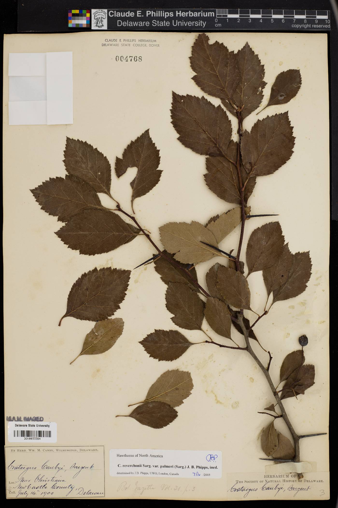 Crataegus reverchonii image