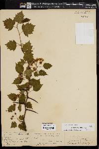 Crataegus stolonifera image