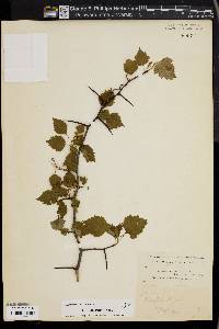 Crataegus stolonifera image