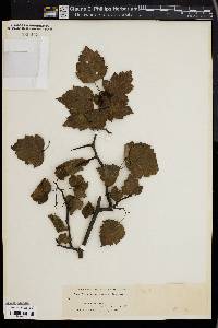 Crataegus stolonifera image