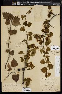 Crataegus stolonifera image