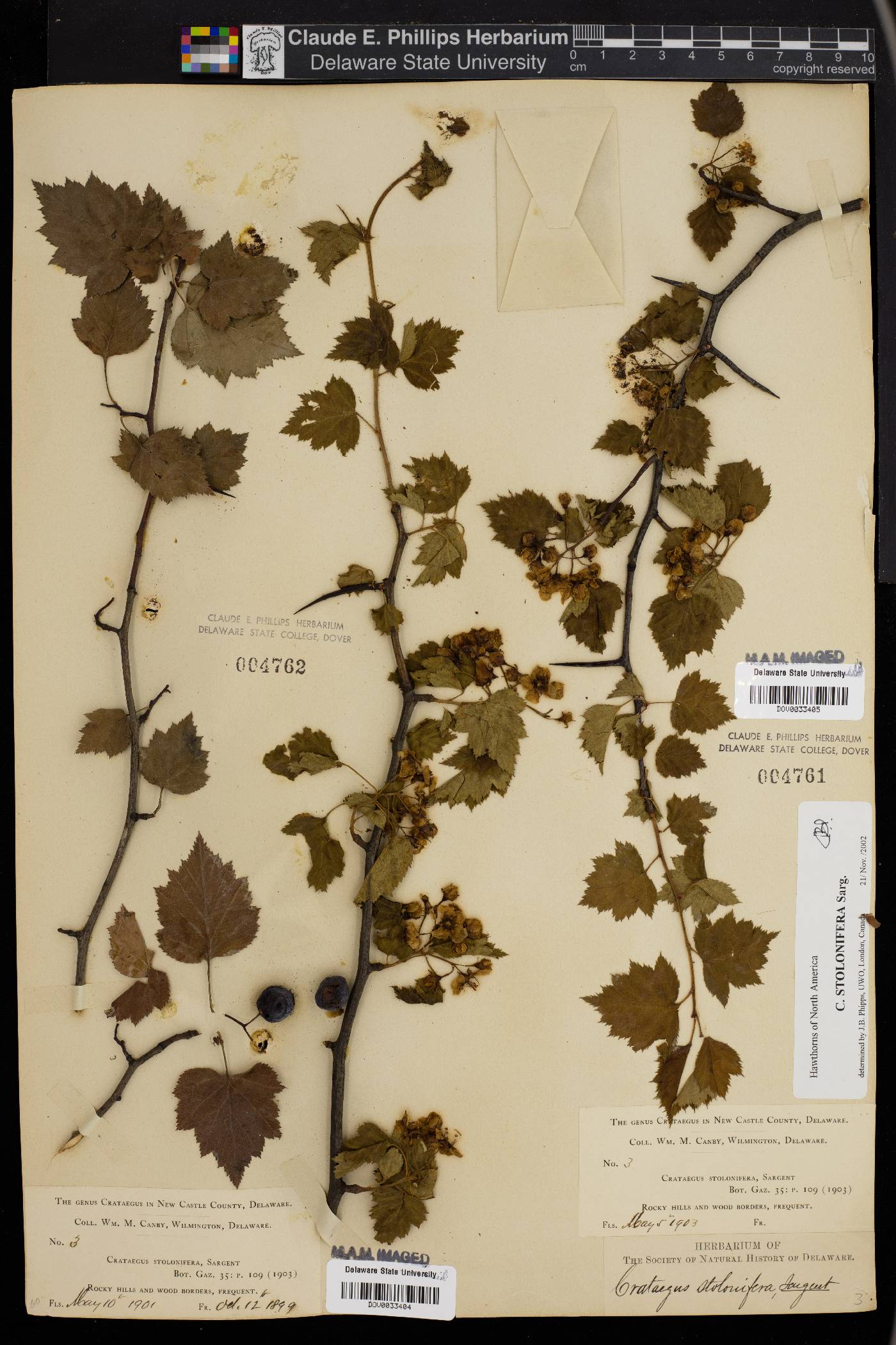 Crataegus stolonifera image