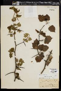 Crataegus stolonifera image