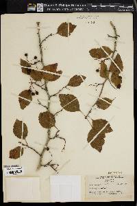 Crataegus viridis image