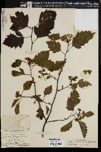 Crataegus cicur image