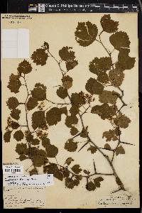 Crataegus dodgei image