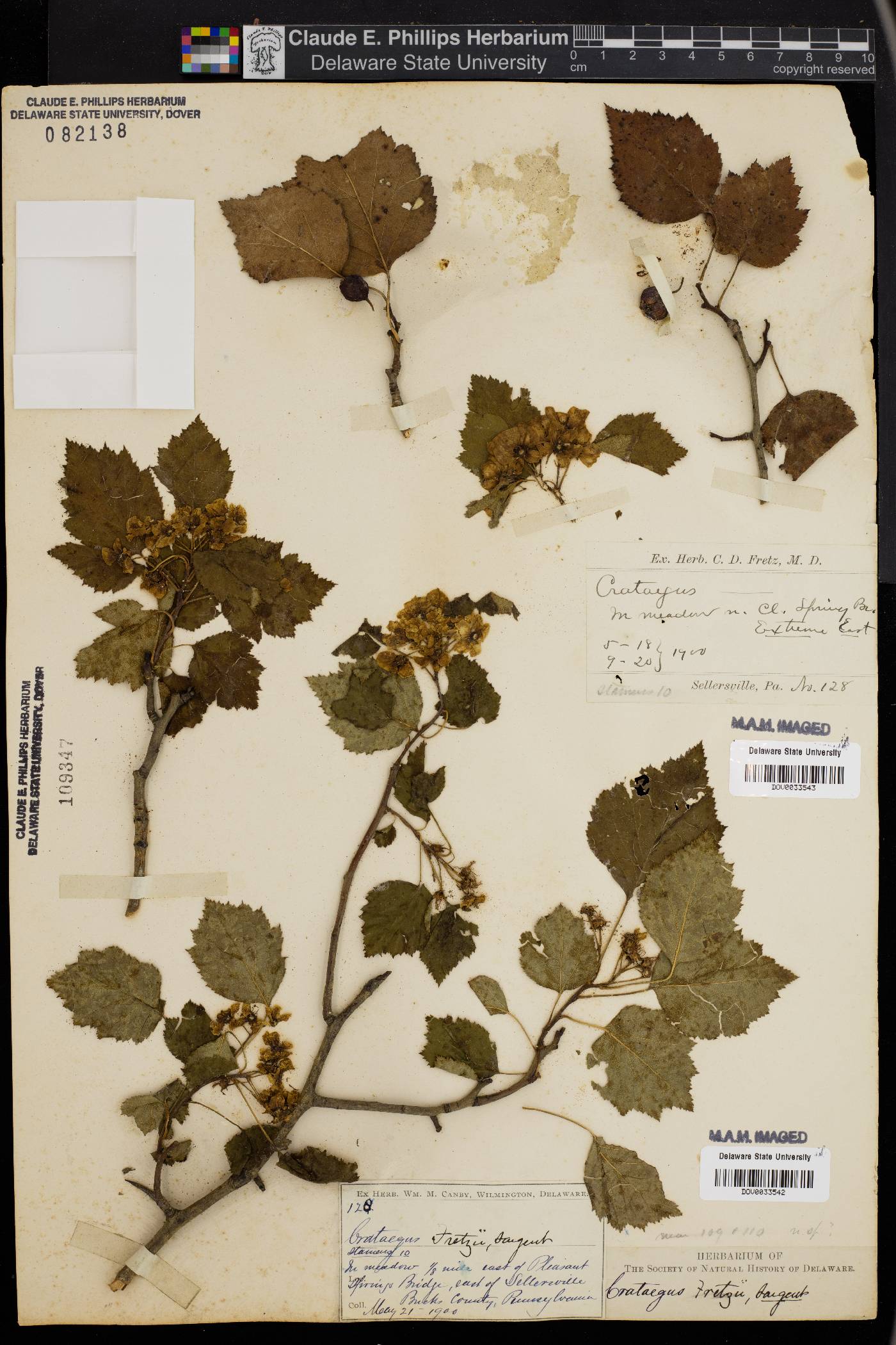 Crataegus fretzii image