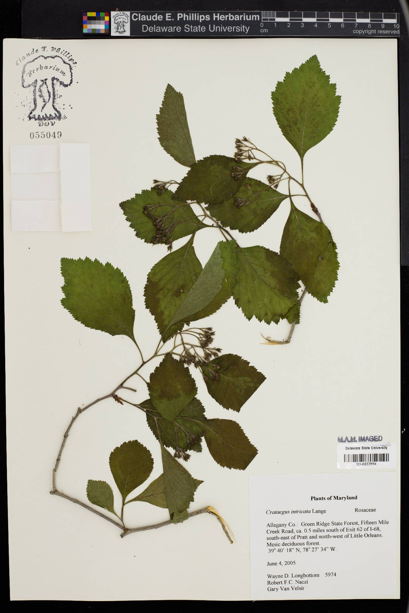 Crataegus intricata image