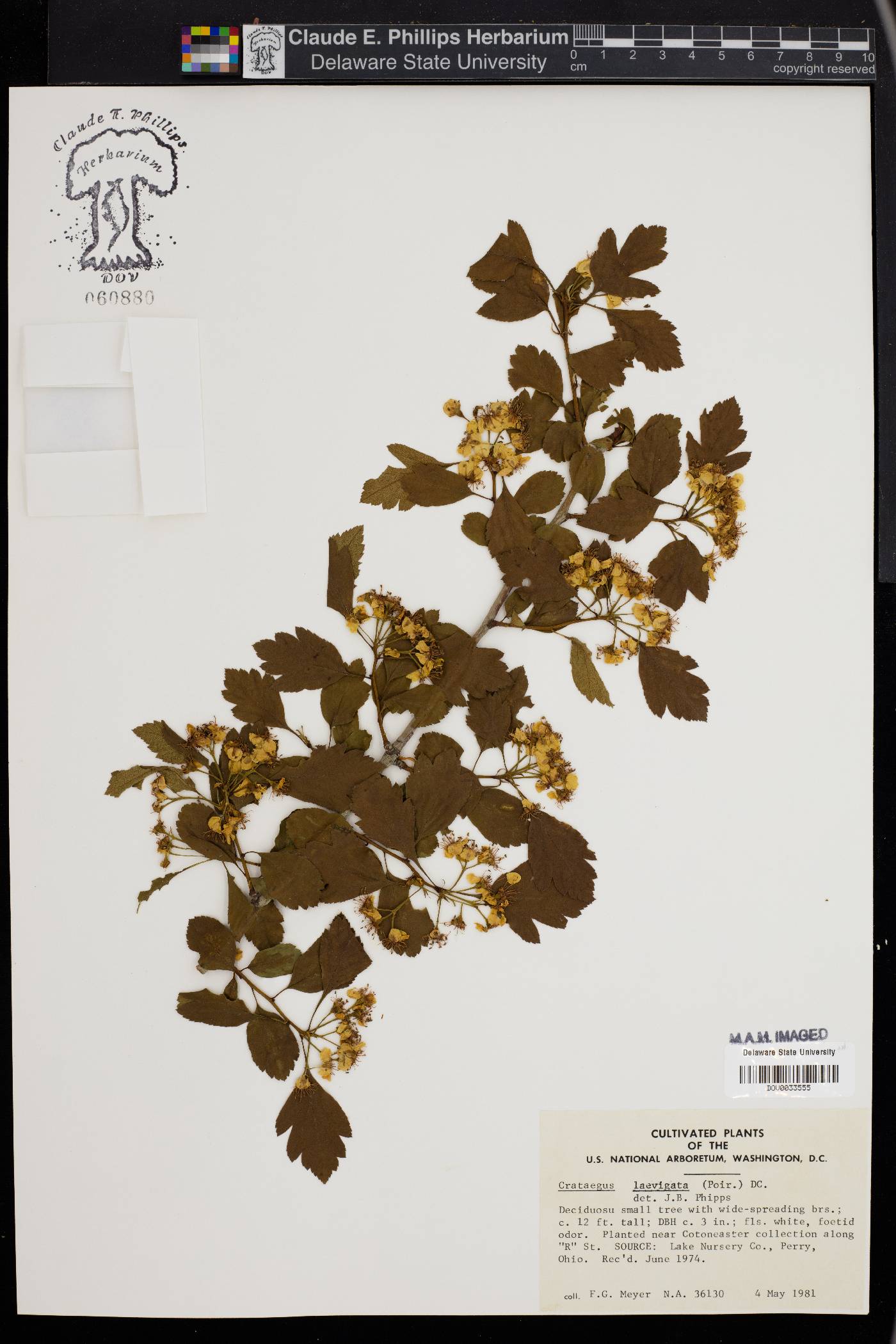 Crataegus laevigata image