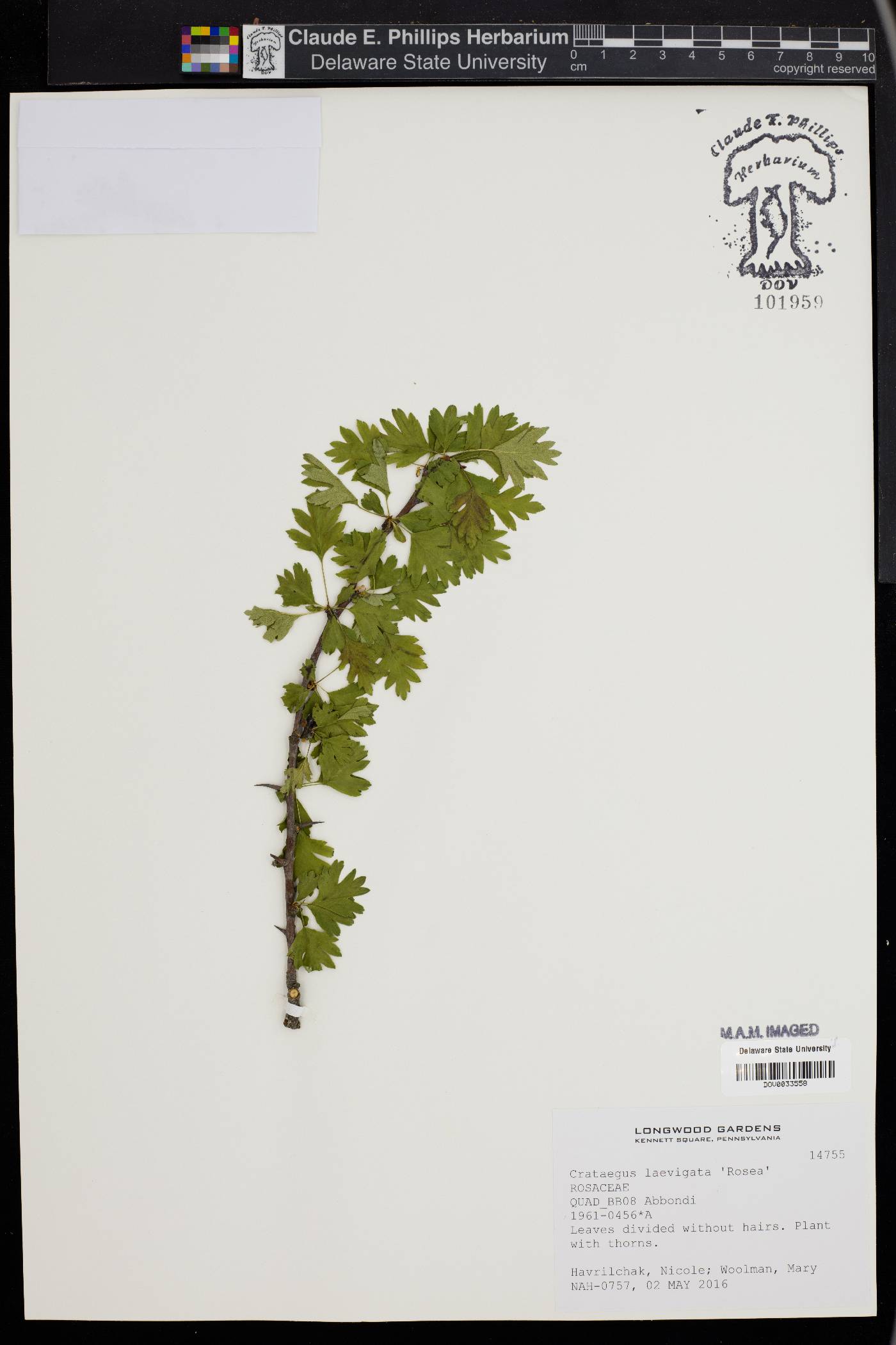Crataegus laevigata image