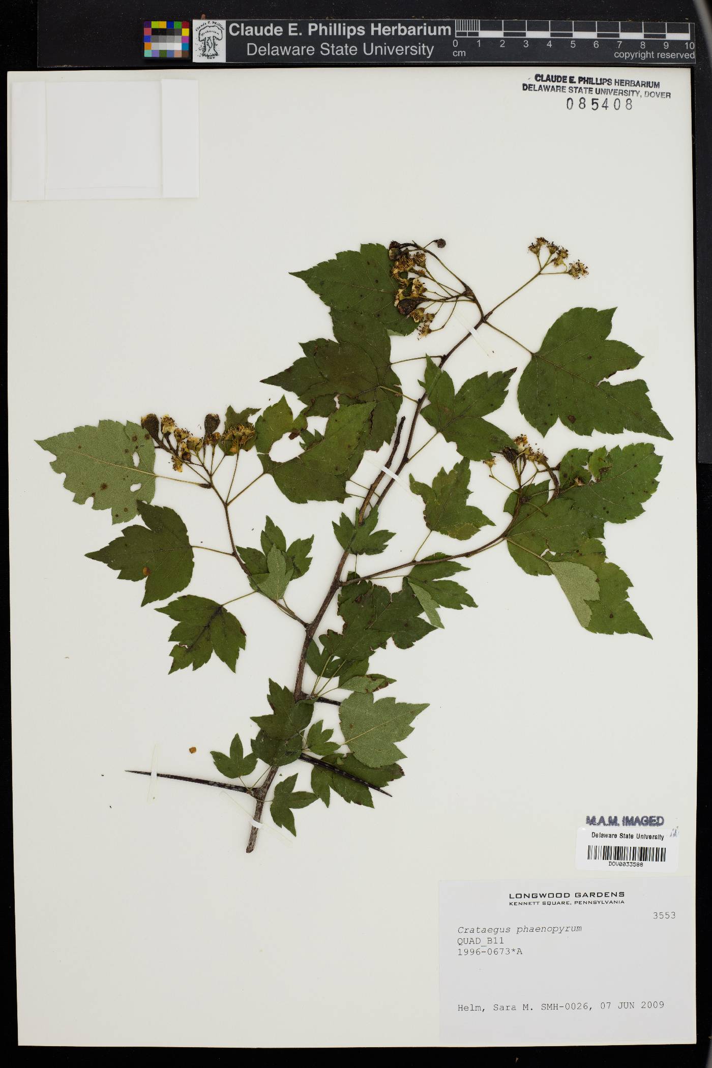 Crataegus phaenopyrum image