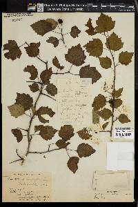 Crataegus pruinosa image