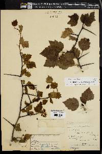 Crataegus pruinosa image