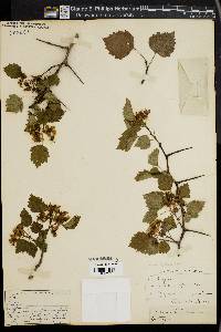 Crataegus pruinosa image