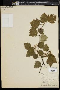 Crataegus pruinosa image