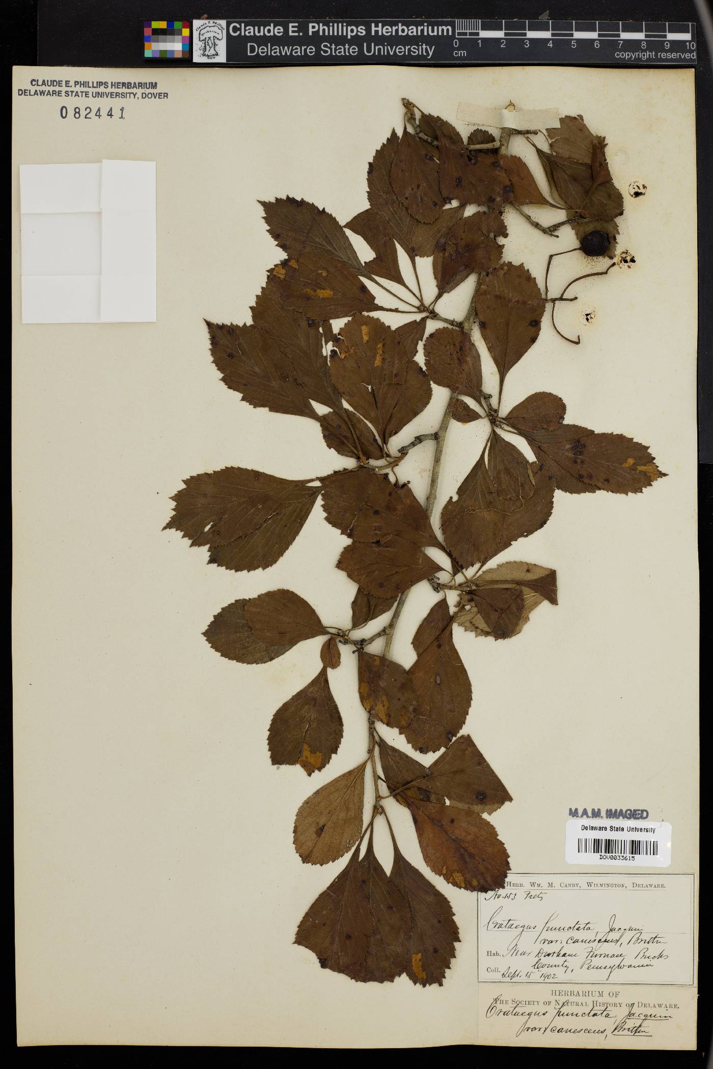 Crataegus punctata var. canescens image