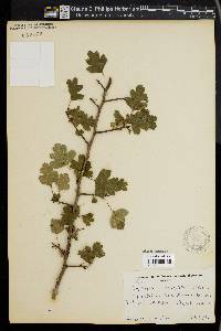 Crataegus spathulata image