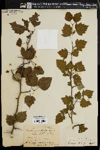 Crataegus stolonifera image