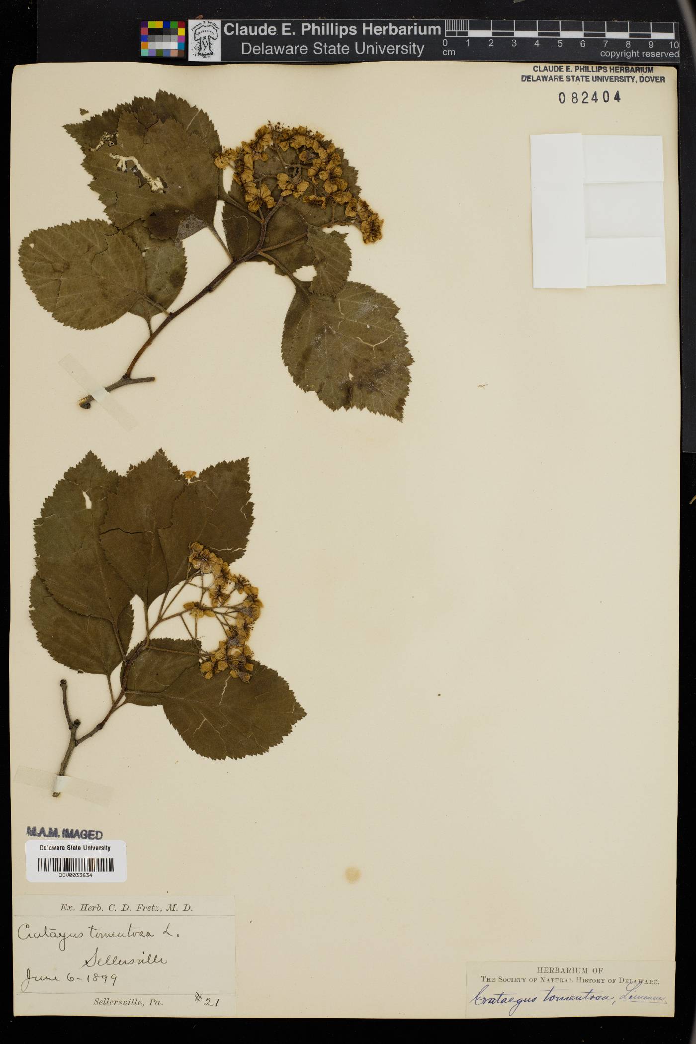 Crataegus tomentosa image