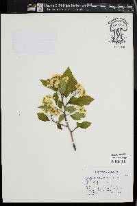 Crataegus viridis image