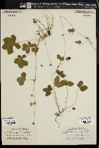 Potentilla indica image