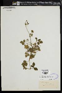 Potentilla indica image