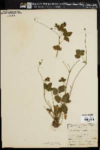 Potentilla indica image