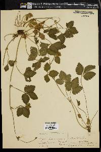 Potentilla indica image